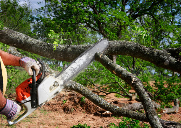 Tree Branch Trimming in Kenly, NC